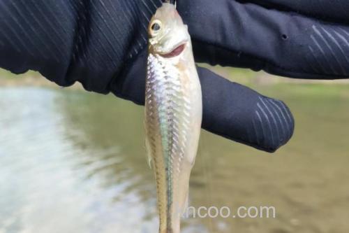 斑点蛇鮈是什么鱼？_2