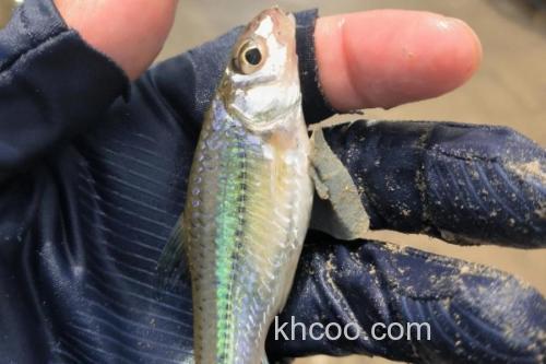 斑点蛇鮈是什么鱼？_3