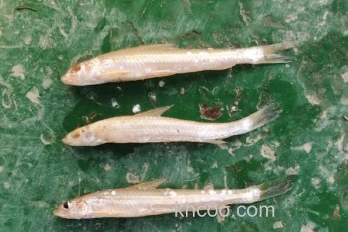 光唇蛇鮈是什么鱼？_1