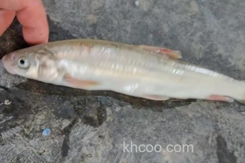 光唇蛇鮈是什么鱼？_2