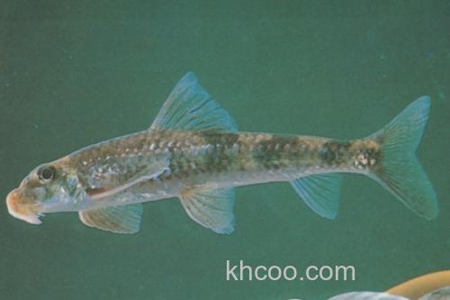 长须片唇鮈是什么鱼？_1