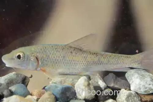 长须片唇鮈是什么鱼？_2