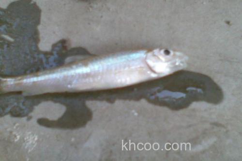 光唇蛇鮈是什么鱼？_3