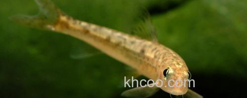 长须片唇鮈是什么鱼？_0