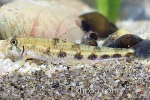 长须片唇鮈是什么鱼？_3