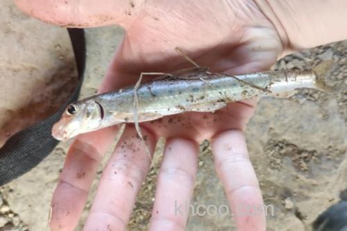 镇江片唇鮈是什么鱼？_1