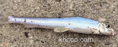 镇江片唇鮈是什么鱼？_0