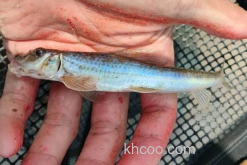 镇江片唇鮈是什么鱼？_2