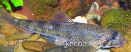 片唇鮈是什么鱼？_0