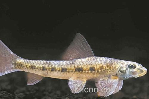 片唇鮈是什么鱼？_1