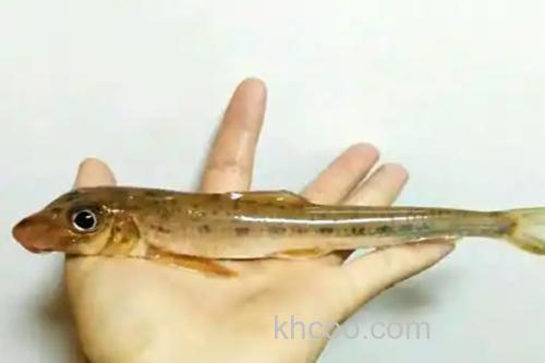 镇江片唇鮈是什么鱼？_3