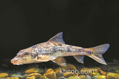 片唇鮈是什么鱼？_2