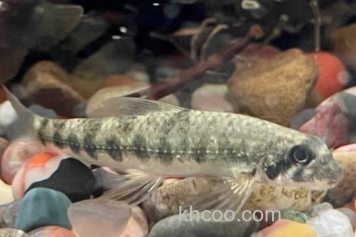 片唇鮈是什么鱼？_3