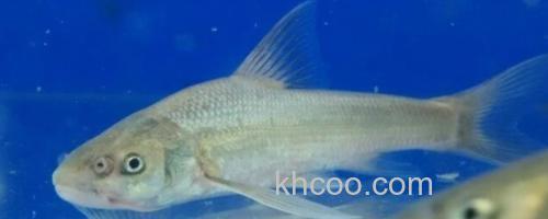 长鳍吻鮈是什么鱼？_0