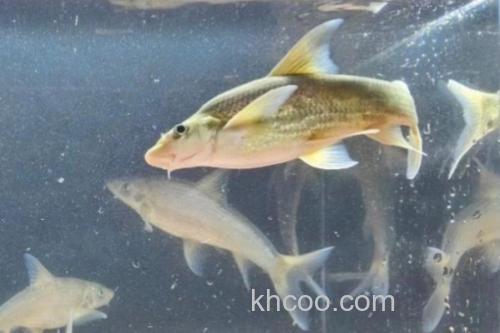 长鳍吻鮈是什么鱼？_1