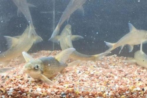 长鳍吻鮈是什么鱼？_2