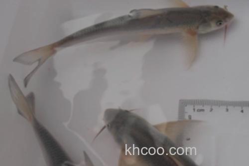 长鳍吻鮈是什么鱼？_3