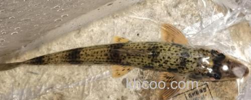 湖南吻鮈是什么鱼？_0