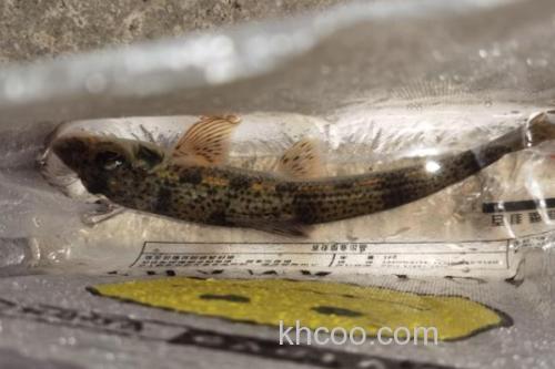 湖南吻鮈是什么鱼？_1