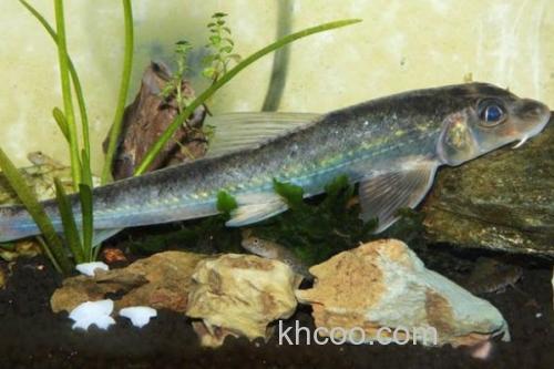 湖南吻鮈是什么鱼？_2