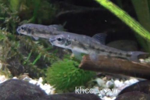 湖南吻鮈是什么鱼？_3