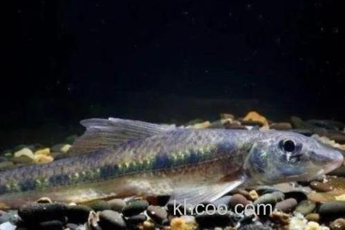 湖南吻鮈是什么鱼？_4