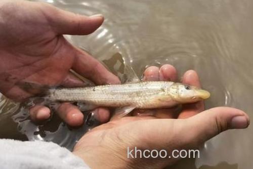 大鼻吻鮈是什么鱼？_3