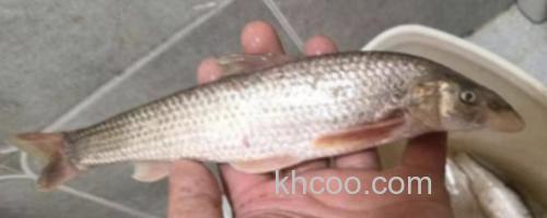 大鼻吻鮈是什么鱼？_0