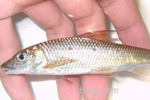 大鼻吻鮈是什么鱼？_1
