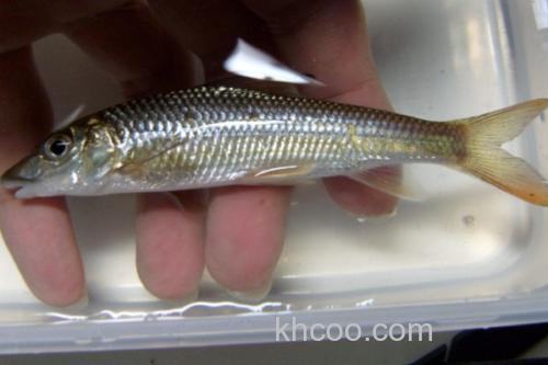 大鼻吻鮈是什么鱼？_2