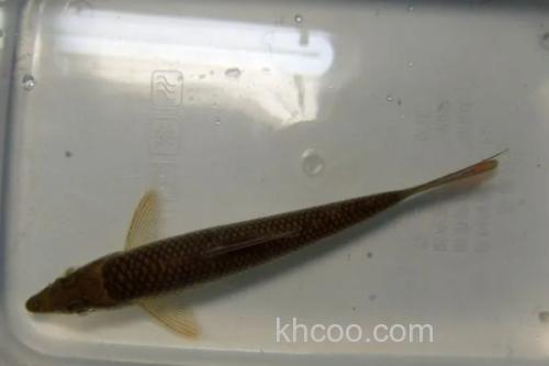 圆筒吻鮈是什么鱼？_1