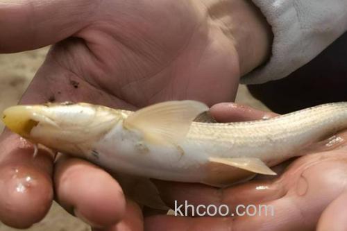 大鼻吻鮈是什么鱼？_4