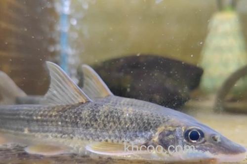 圆筒吻鮈是什么鱼？_2