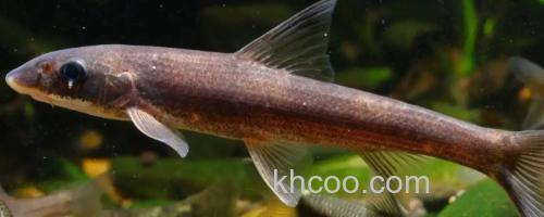 圆筒吻鮈是什么鱼？_0