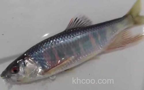 淡水马口鱼_1
