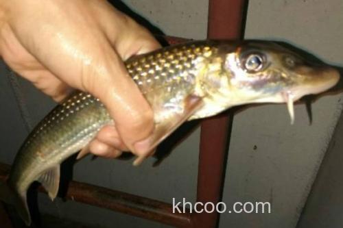 吻鮈是什么鱼？_1