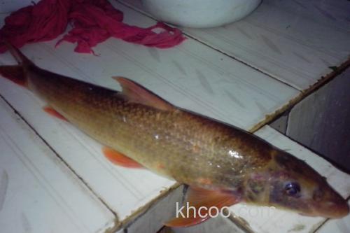 吻鮈是什么鱼？_2