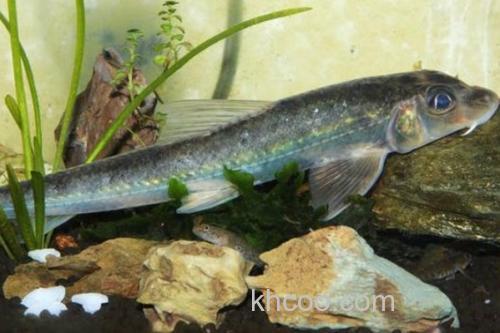 圆筒吻鮈是什么鱼？_3