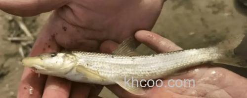 吻鮈是什么鱼？_0