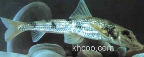 桂林似鮈是什么鱼？_0