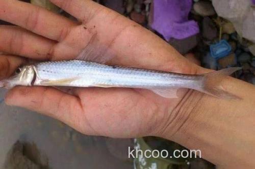 吻鮈是什么鱼？_3