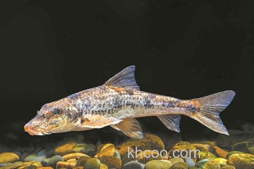 桂林似鮈是什么鱼？_1