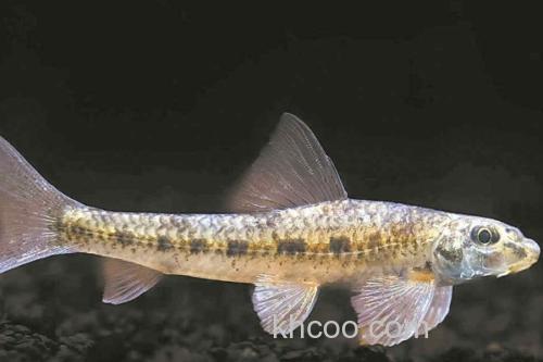 桂林似鮈是什么鱼？_2