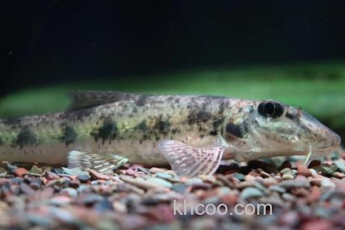 桂林似鮈是什么鱼？_3