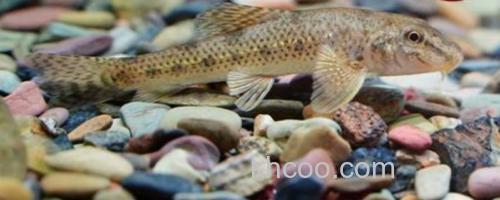 似鮈是什么鱼？_0