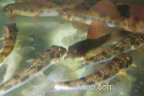 似鮈是什么鱼？_2