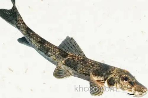 似鮈是什么鱼？_1