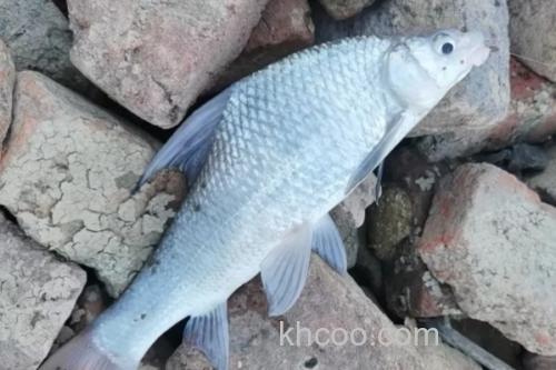 似白鮈是什么鱼？_1