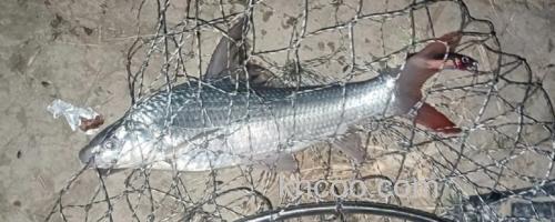 似白鮈是什么鱼？_0