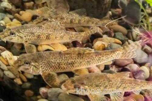 似鮈是什么鱼？_3